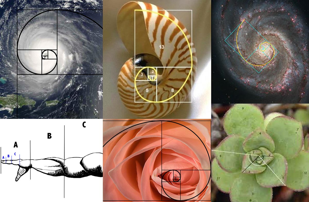 La serie de fibonacci en la naturaleza